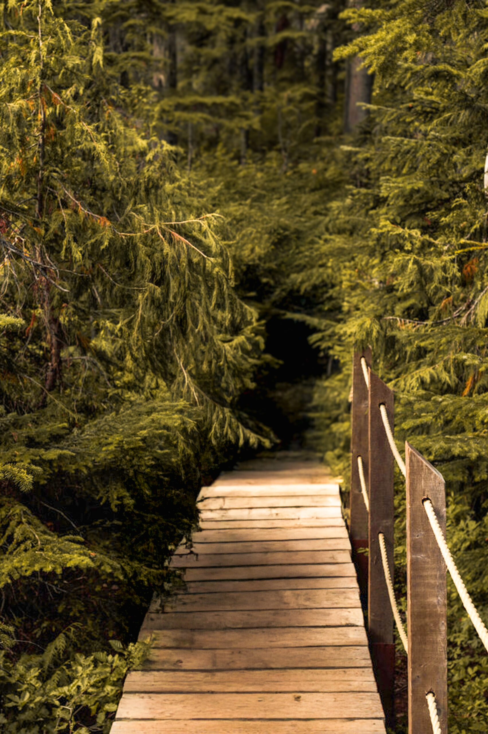 A forest trail near the house